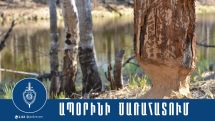 Իջևանում մի քանի ծառեր են ապօրինի հատվել