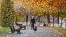 Armenian animal welfare bill sparks backlash from advocates