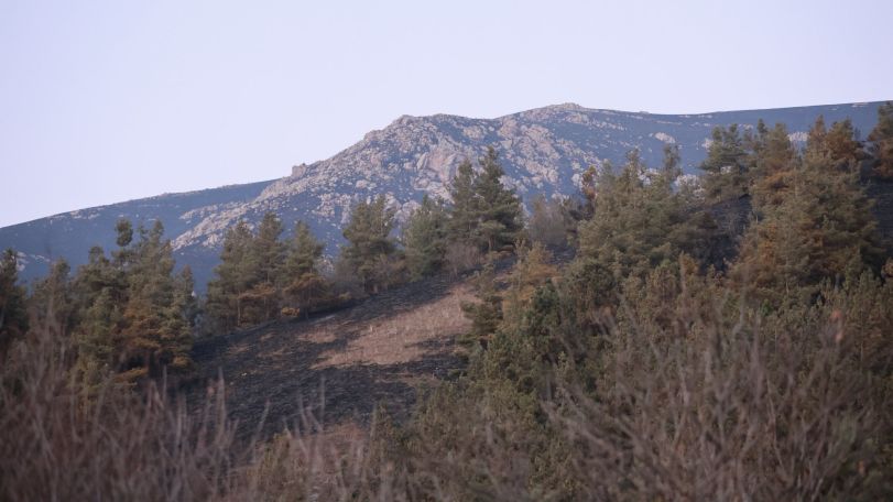 Armenian minister warns wild animals may move toward settlements after forest fires