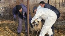 ՍԱՏՄ. Վարակված կամ հիվանդ կենդանիների աղացած մսի մեջ վիրուսը կենսունակ է 28 օր