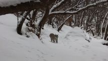В заповеднике «Хосровский лес» в Армении в объектив фотоловушек попала рысь
