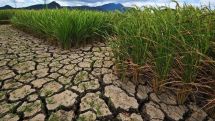 Nearly half of Armenia's arable land lies uncultivated, analyst warns