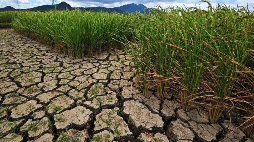 Nearly half of Armenia's arable land lies uncultivated, analyst warns