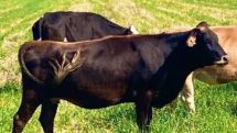 Minister promises support for livestock farmers after backlash over meat price surge in Armenia