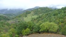 Փրկարարները գտել են Լոռու անտառներում մոլորված բնակչին