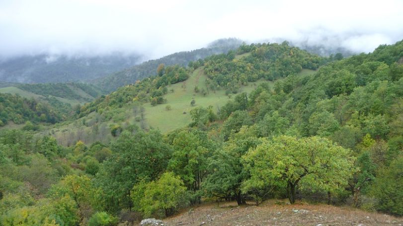 Փրկարարները գտել են Լոռու անտառներում մոլորված բնակչին
