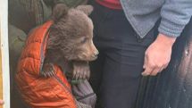 В Джермуке обнаружены два медвежонка из Красной книги