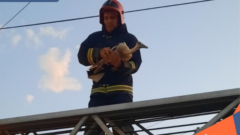 Аистенок выпал из гнезда в Ереване, на помощь пришли спасатели