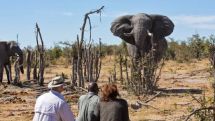 3 killed after passenger van hits an elephant in Uganda
