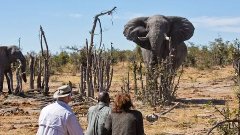3 killed after passenger van hits an elephant in Uganda