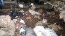 После града в районе Степанавана пострадал пастух, погибли 6 овец и 60 ягнят