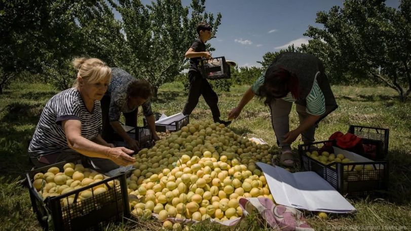 74.5% անկում. Հայկական գյուղմթերքի արտահանման ճգնաժամի համակարգային պատճառները