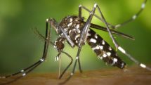 Armenia reports first case of chikungunya fever