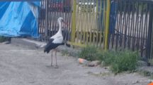 Փրկարարները վիրավոր արագիլին դուրս են բերել երթևեկելի հատվածից