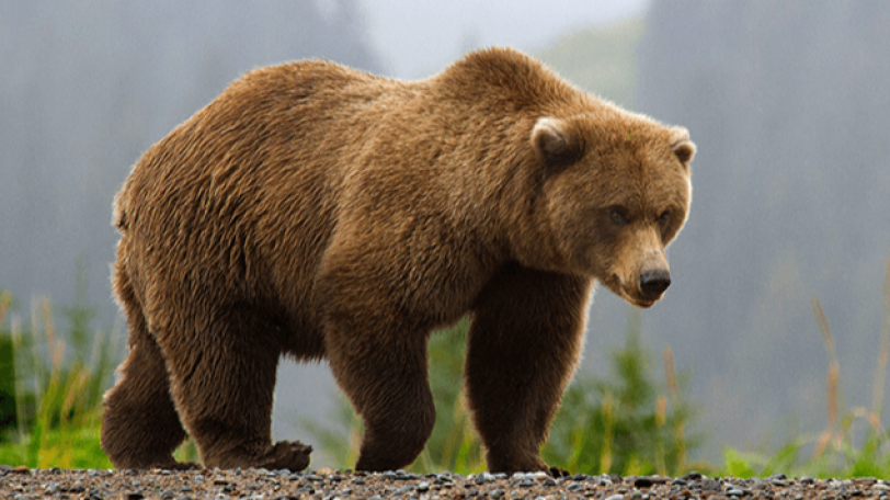 Yerevan's endangered animals transferred to Indian billionaire's private cages, investigation reveals