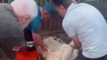 Yerevan councilor says she was denied access to relocated lions, questions decision to sedate animals