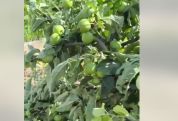 Ինչո՞ւ են կարճել Գառնիում 200 բեքատու ծառեր կտրելու դեպքով հարուցված քրեական վարույթը