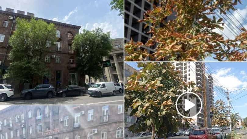 Այն, ինչ հիմա կատարվում է կանաչապատման ոլորտում, ուղեցույց է, Երևանի կանաչապատման մեջ արգելվածի մասին․ Վարդանյան