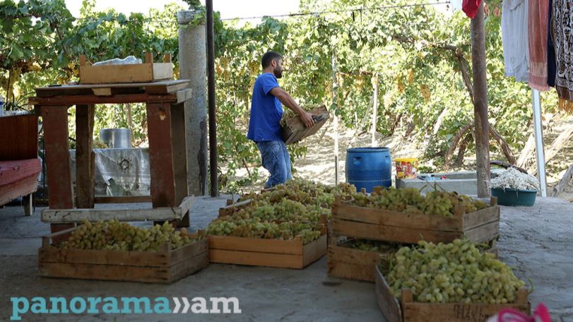 Գյուղացու հետ կկնքվի պայմանագիր բերքը ֆիքսված գնով մթերելու վերաբերյալ. Սամվել Կարապետյանի 4-րդ առաջարկը