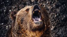 На Камчатке медведь напал на спавшую в палатке туристку