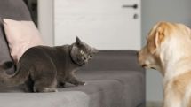 Couple in India heads for divorce after their pets do not get along