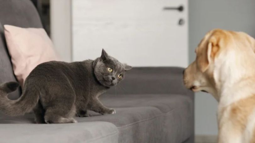 Couple in India heads for divorce after their pets do not get along