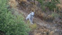 World's first ever white Iberian Lynx caught on camera