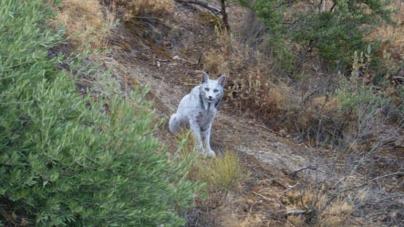 World's first ever white Iberian Lynx caught on camera