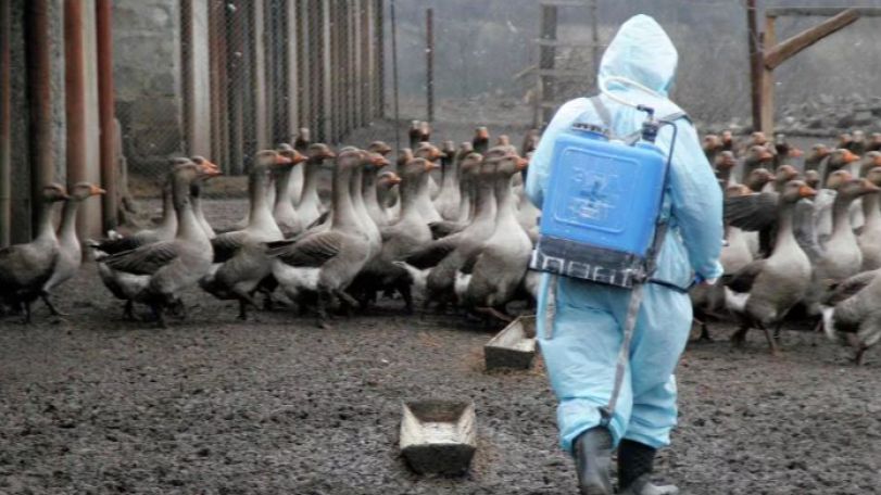 ԱՄՆ-ում մահացել է H5N5 թռչնի գրիպի շտամով վարակված առաջին մարդը