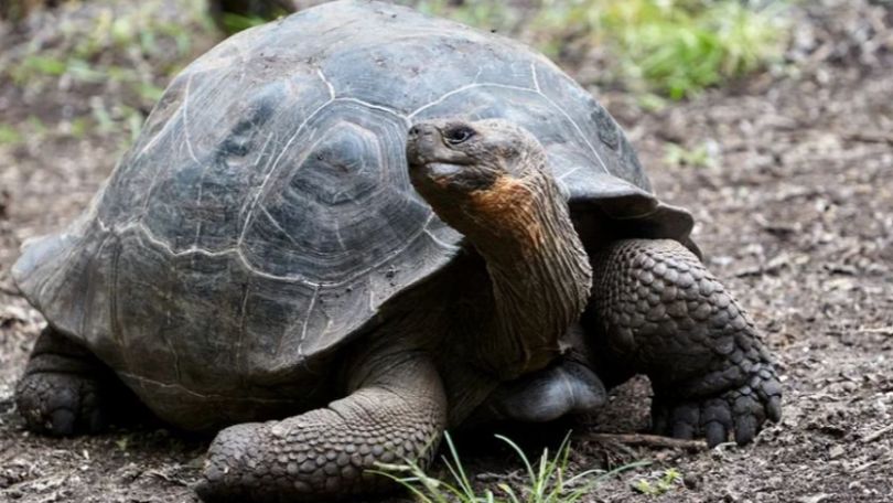 Gramma the Galapagos tortoise at San Diego Zoo dies at about 141