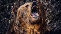 В Индии медведь ворвался в школу и попытался утащить ребенка в лес