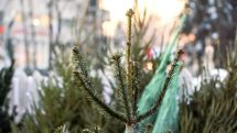 Житель Литвы каждый год покупает самую некрасивую елку, чтобы она не грустила