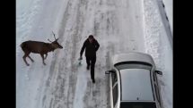 Необычная прогулка: кавказские благородные олени вышли к людям в Лорийской области