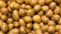 Сильнее всего за год Россия нарастила импорт картофеля из Армении