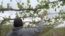 «Խելքդ գլուխդ հավաքի, արա, հեծանիվ մի քշի». Արտաշատ համայնքում կարկուտը վնասել է ամբողջ բերքը