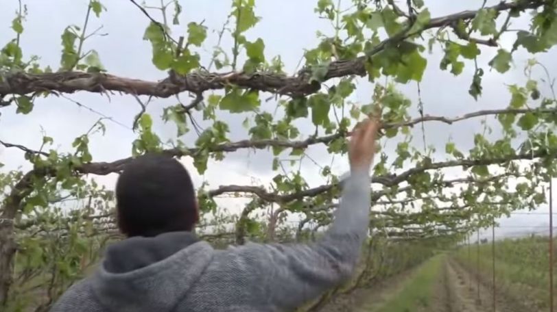 «Խելքդ գլուխդ հավաքի, արա, հեծանիվ մի քշի». Արտաշատ համայնքում կարկուտը վնասել է ամբողջ բերքը