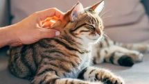 Домашние кошки могут отличить запах своего хозяина от запаха незнакомца. Исследование