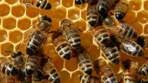 World Bee Day marked on 20 May