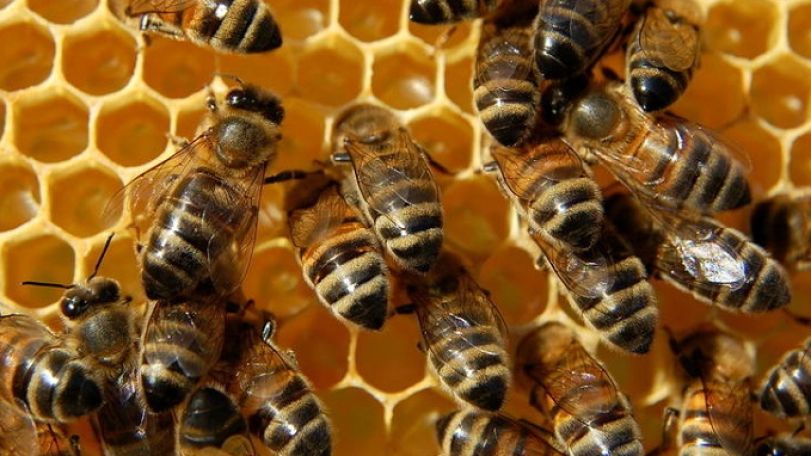 World Bee Day marked on 20 May