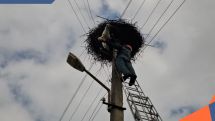 В Лорийской области спасатели пришли на помощь аистенку