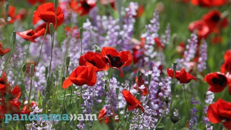 16-20 июня температура воздуха в Армении постепенно повысится на 4-6 градусов