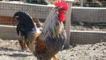 Cockerel in UK threatened with 'death penalty' ASBO over early morning crowing
