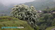 До +30°C и частые дожди: каким будет май в Армении
