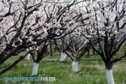 Ծիրանենին Արարատյան դաշտում կծաղկի մարտի 24-27-ն ընկած ժամանակահատվածում