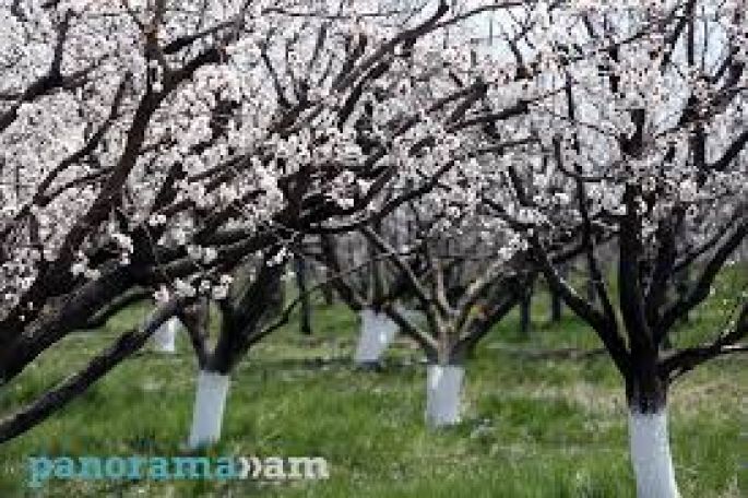 Ծիրանենին Արարատյան դաշտում կծաղկի մարտի 24-27-ն ընկած ժամանակահատվածում