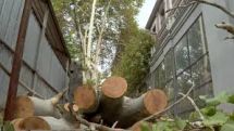 Ապօրինի ծառահատման դեպքերը չարձանագրելու դիմաց «Հայանտառ» ՊՈԱԿ-ի պաշտոնատար անձինք կաշառք են ստացել. քրեական վարույթով նախաքննությունն ավարտվել է