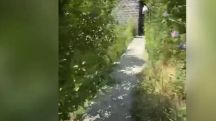 Բակում ապօրինի կանեփ աճեցնելու համար տղամարդուն ձերբակալել են