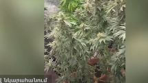 Ննջասենյակը վերածել էր կանեփի ջերմոցի