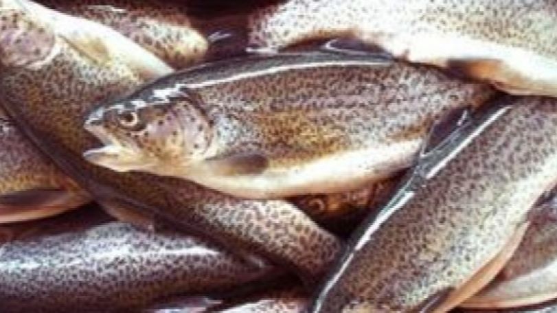 Форель из горных рек Армении не может быть похожа на норвежскую: Сомнения Россельхознадзора не рассеиваются
