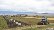 Ռուսաստանը դադարեցնում է վրացական կարտոֆիլի ներկրումը
